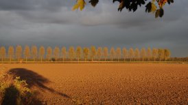 06 bomenrij in herfst